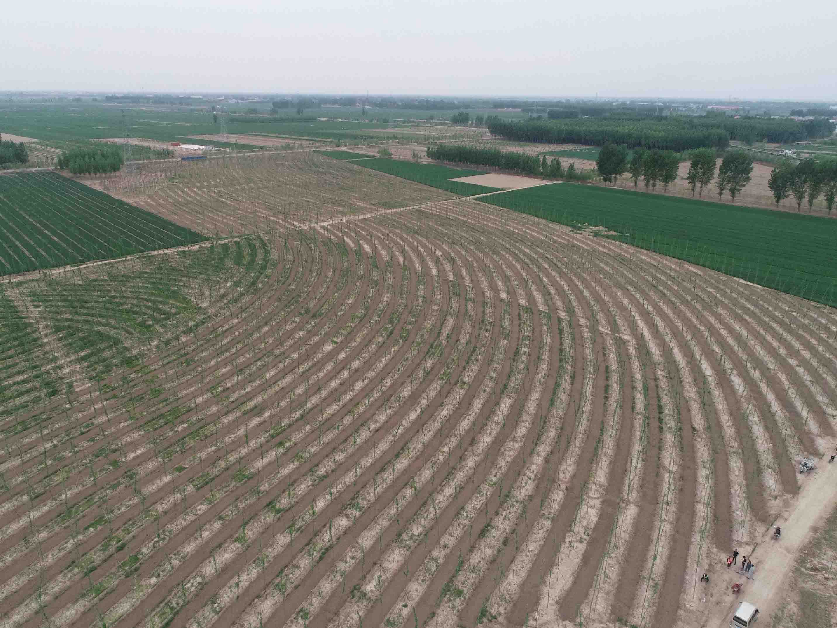 1655786802975120.jpg 雄安新區千年秀林(替換).jpg